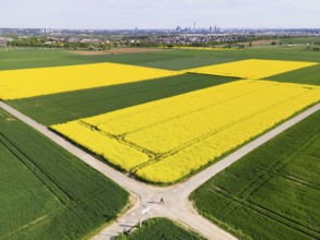Behind blossoming rapeseed fields and the A5 motorway lie the Frankfurt districts of Kalbach and