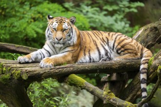 Siberian tiger (Panthera tigris altaica), lying on old wood, captive, Germany, Europe
