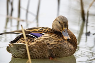 Mallard (Anas platyrhynchos) wbl Germany