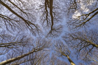 View upwards into the original beech forest, UNESCO World Heritage Site on the Baltic Sea coast in