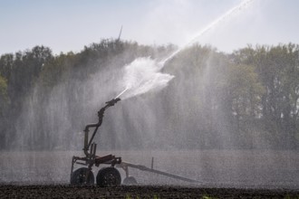 Artificial irrigation of a potato field in April, with a sprinkler system, long drought in spring