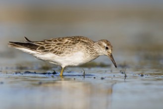 Sharp-tailed Sandpiper (Calidris acuminata), Victoria, Australia, Oceania