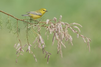 Blue-winged Warbler (Vermivora cyanoptera) female perched on a branch, Texas, USA, North America