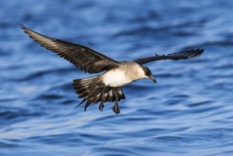 Parasitic Jaeger (Stercorarius parasiticus) flying, Eilat, Israel, Asia