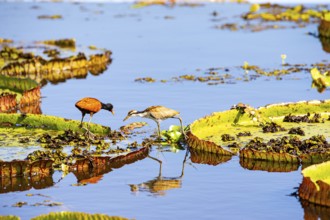 Red-fronted leaflet (Jacana jacana) Pantanal Brazil