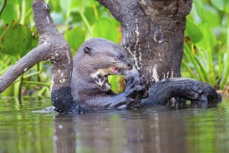 Giant otter (Pteronura brasiliensis) Pantanal Brazil