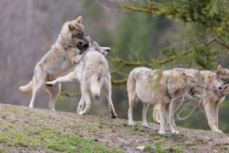 A pack of grey wolves (Canis lupus lupus) playing on a hill and showing social behaviour