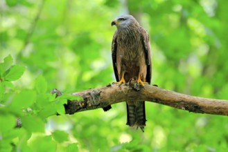 Black Kite (Milvus migrans), adult, alert, perch, Šumava, Czech Republic, Europe