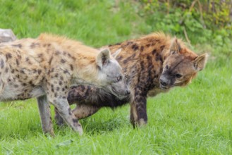 Two adult spotted hyenas (Crocuta crocuta), one male and one female, display courtship behaviour