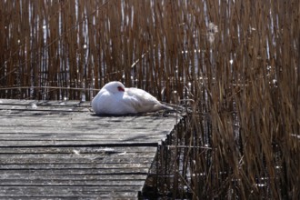 Muscovy duck (Cairina moschata), Germany, Europe