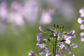 Meadowfoam (Cardamine) on a spring meadow, April, Germany, Europe