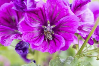 Vilette flower of mallow (Malva) with honey bee (apis mellifera)