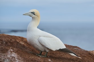 Northern gannet (Morus bassanus) standing on the cliff with the sea in the background, wildlife,