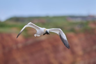 Northern gannet (Morus bassanus) flying over the cliffs, wildlife, Helgoland, Germany, Europe
