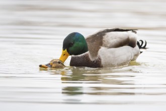 Mallard (Anas platyrhynchos) Mating Germany