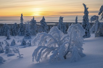 Winter landscape with snow-covered trees, Riisitunturi National Park, Posio, Lapland, Finland,