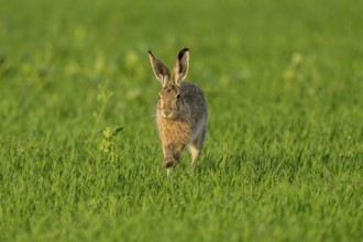 European hare (Lepus europaeus), Texel, province of North Holland, Netherlands