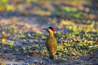 Green-banded Woodpecker (Colaptes melanochlorus) Pantanal Brazil