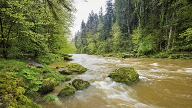 European beech trees shedding leaves, in the foreground moss-covered stones on the river Sihl,