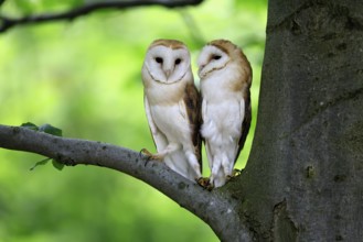 Barn owl (Tyto alba), adult, pair, vigilant, on tree, in summer, Šumava, Czech Republic, Europe