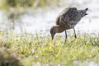 Black-tailed godwit (Limosa limosa), Lower Saxony, Germany, Europe