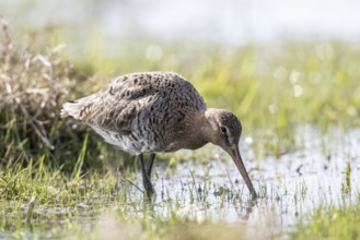 Black-tailed godwit (Limosa limosa), Lower Saxony, Germany, Europe