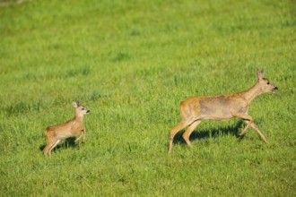 Roe deer (Capreolus capreolus) doe with fawn Germany
