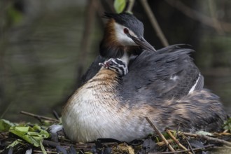 Great Crested Grebe (Podiceps Scalloped ribbonfish) with juveniles), Emsland, Lower Saxony,