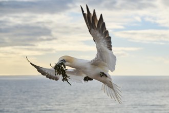 Northern gannet (Morus bassanus) flying over the sea with rivet material in the beak, landing
