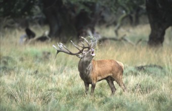 Red deer (Cervus elaphus), roaring, rutting, Solling, Lower Saxony, Germany, Europe