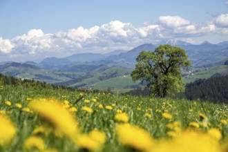 Flowering pear trees, fruit trees, cider route, Mostviertel, Alpine foothills, Lower Austria,