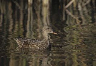 Gadwall (Mareca strepera) female, California, USA, North America