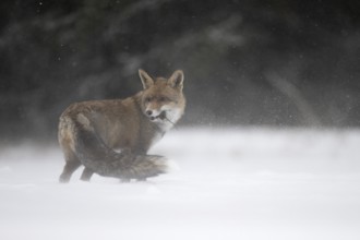 Red fox in the snow, Steinborn, Rhineland-Palatinate, Germany, Europe