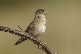 Common Grasshopper Warbler (Locustella naevia) singing, Wales, United Kingdom, Europe