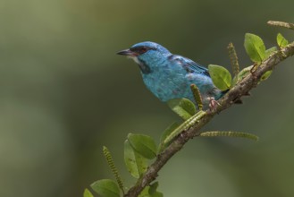 Blue Dacnis (Dacnis cayana) male, Costa Rica, Central America