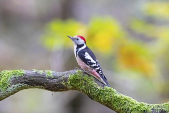 Middle Spotted Woodpecker (Dendrocopus medius) Germany