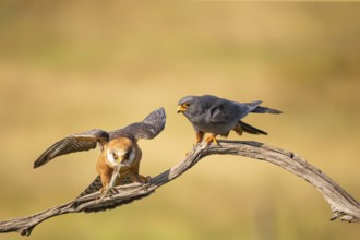 Red-footed falcon (Falco vesperetinus) Male handing over a captured lizard to female, Hungary,