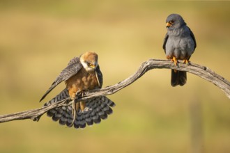 Red-footed falcon (Falco vesperetinus) Male handing over a captured lizard to female, Hungary,