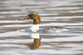 Common merganser (Mergus merganser) female, Germany, Europe