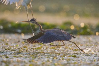Purple heron (Ardea purpurea), the bird searches for prey in shallow water in the early morning and