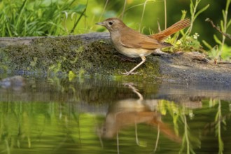 Nightingale (Luscinia megarhynchos) Hungary