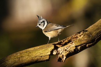 Crested Tit (Parus cristatus), Germany, Europe