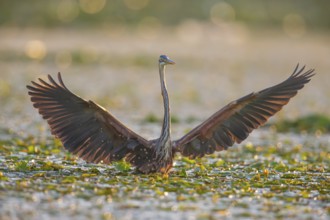 Purple heron (Ardea purpurea), the bird searches for prey in shallow water in the early morning and