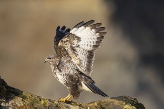 Steppe buzzard (Buteo buteo) Germany
