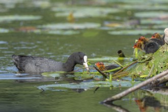 Eurasian burbot (Fulica atra) feeding its chicks. Bas Rhin, Alsace, France, Europe