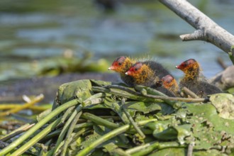 Eurasian burbot (Fulica atra) chicks on the nest. Bas Rhin, Alsace, France, Europe