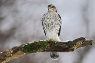 Eurasian Sparrowhawk (Accipiter nisus) female perched on a snowy branch, North Rhine-Westphalia,