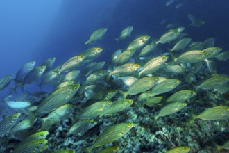 Shoal of golden stripe (Sarpa salpa) swimming over rocky reef, Mediterranean Sea, Majorca, Balearic