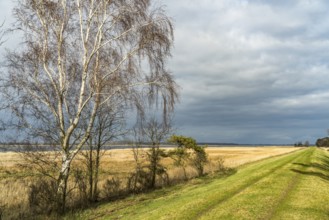At Schaproder Bodden near Haide, Ummanz Island, Ruegen, Mecklenburg-Western Pomerania, Germany,