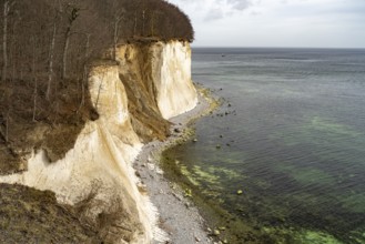 The famous chalk cliffs on the Baltic Sea coast in Jasmund National Park, Ruegen Island,